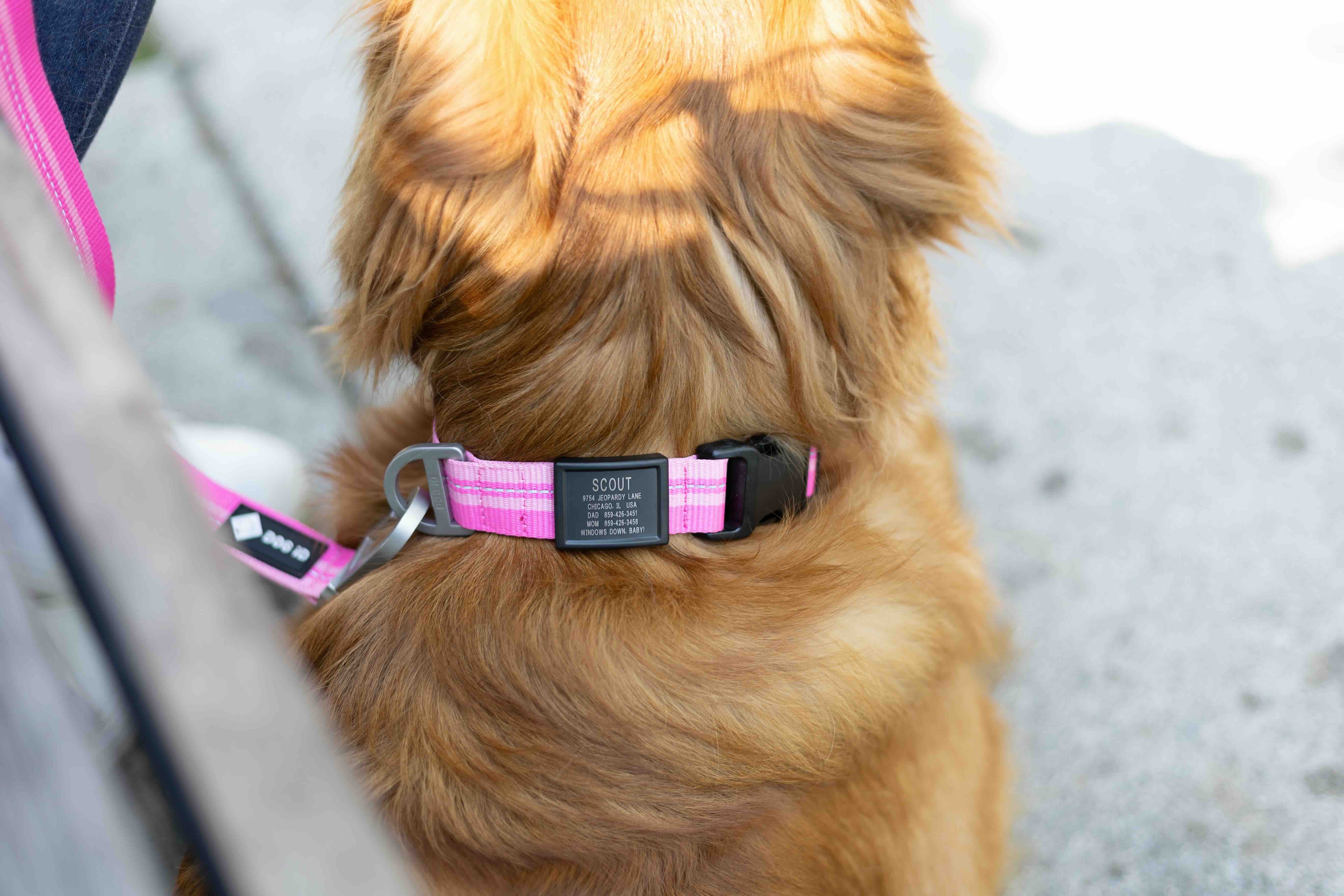 Dog Collar That Holds Tags