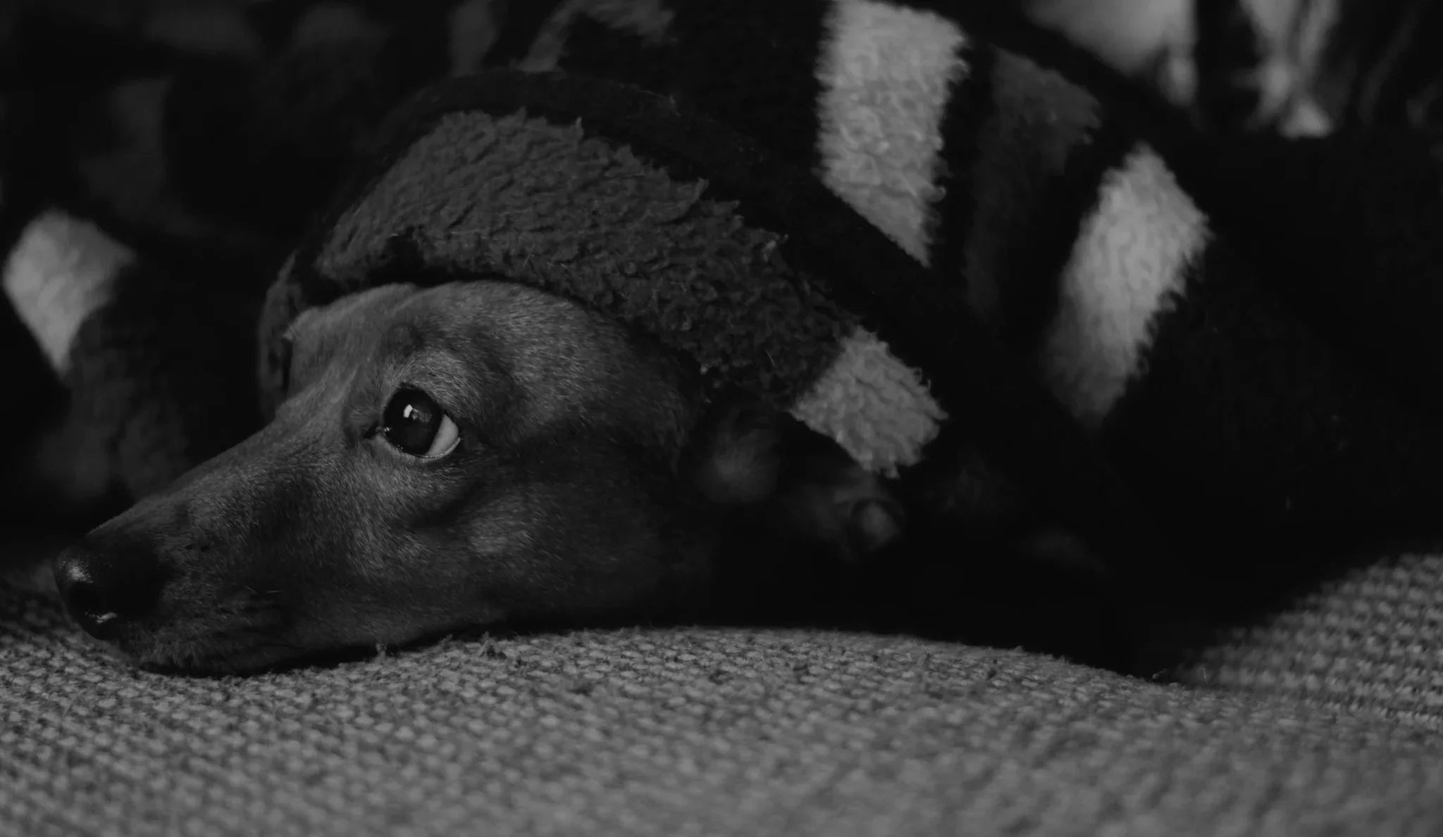 Dogs and Fireworks: 7 Tips to Help Nervous Pups