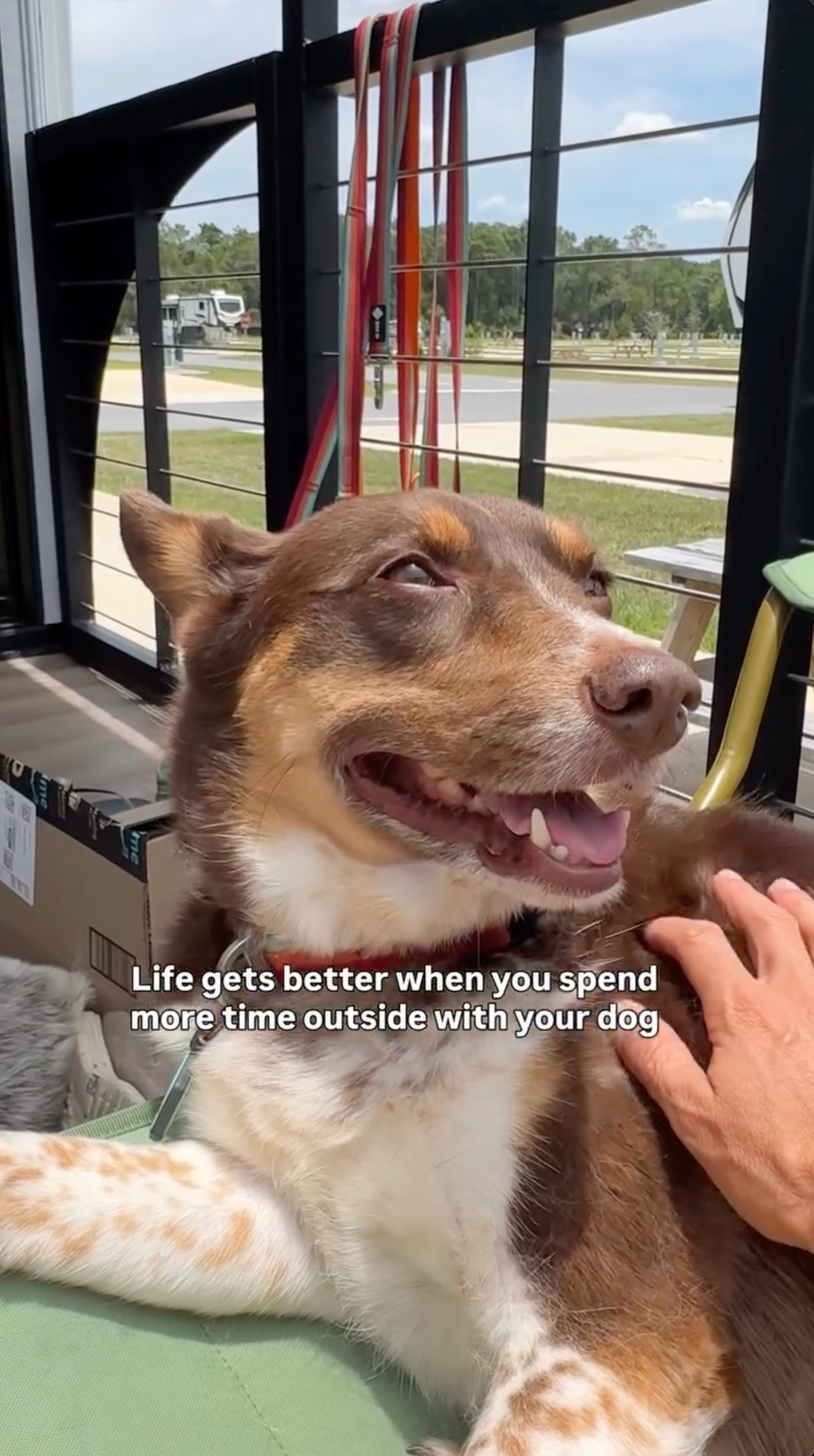 Adventure Dog Video 5