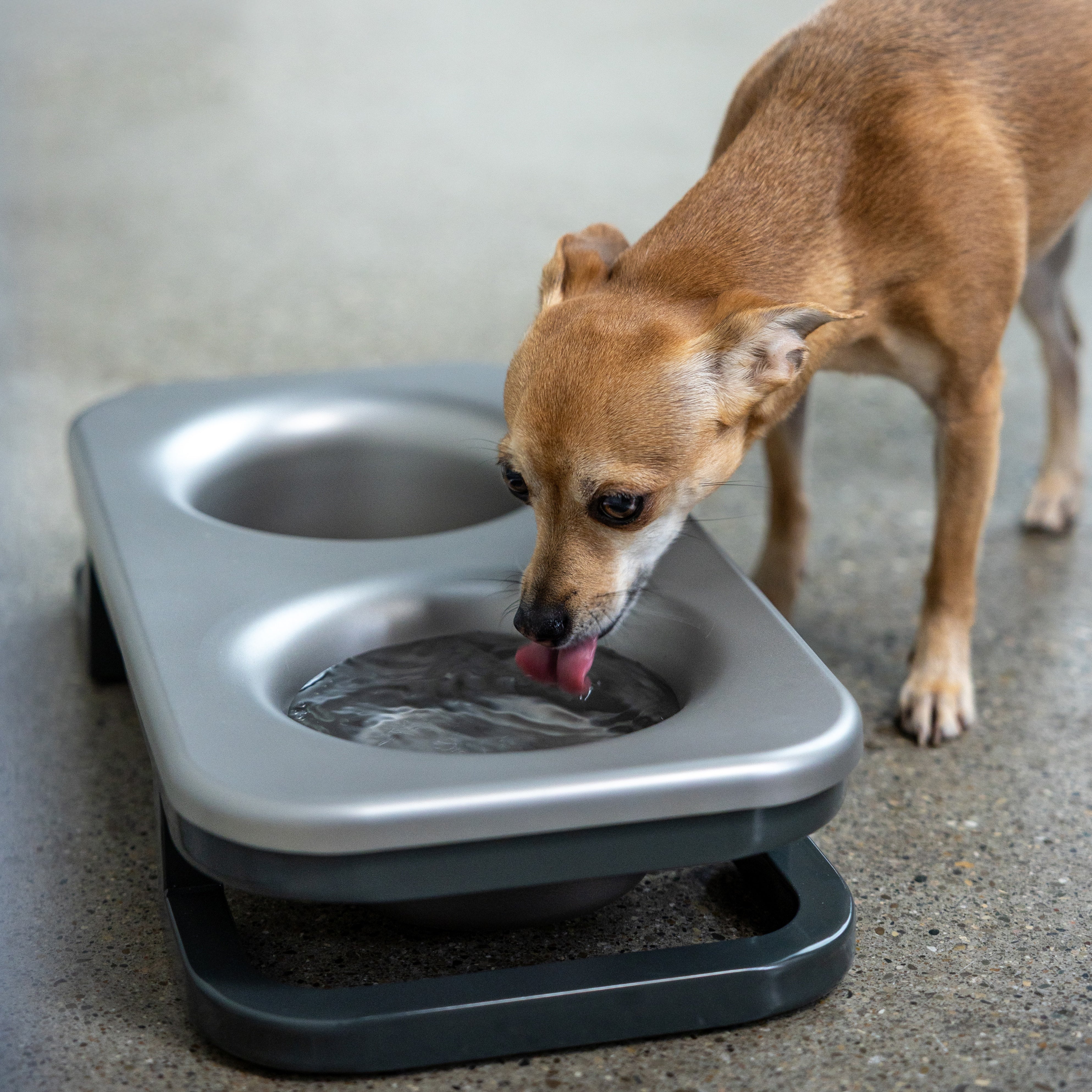 Dog drinking water from a elevated pet Better Bowl on a concrete floor.