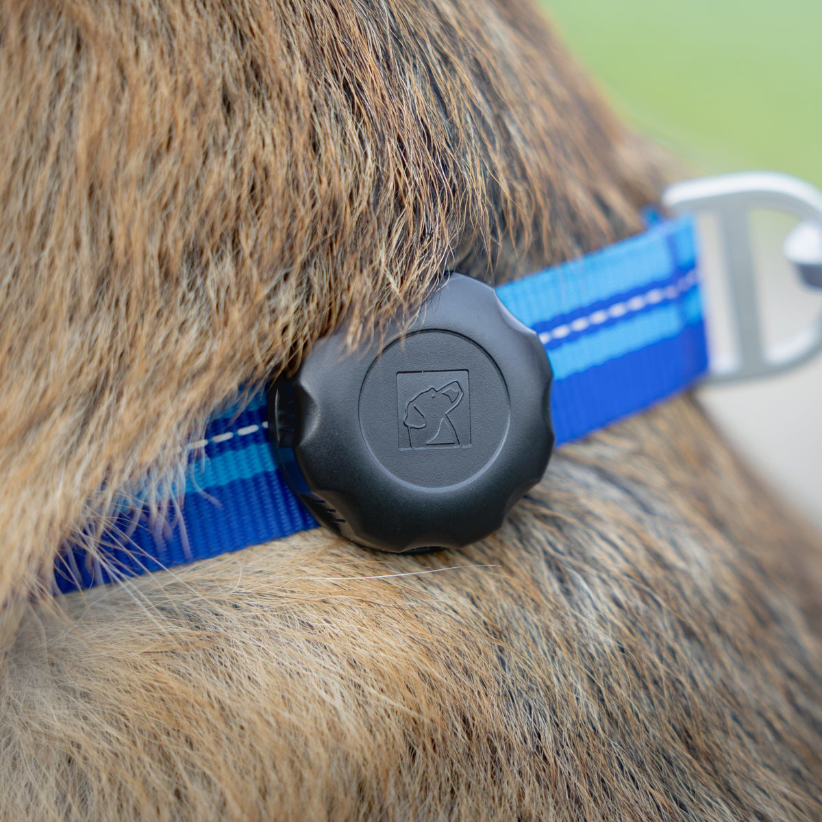 Close-up of a dog collar worn by a dog, featuring a blue and light blue striped nylon strap with a black plastic airtag holder and a silver metal D-ring clasp.