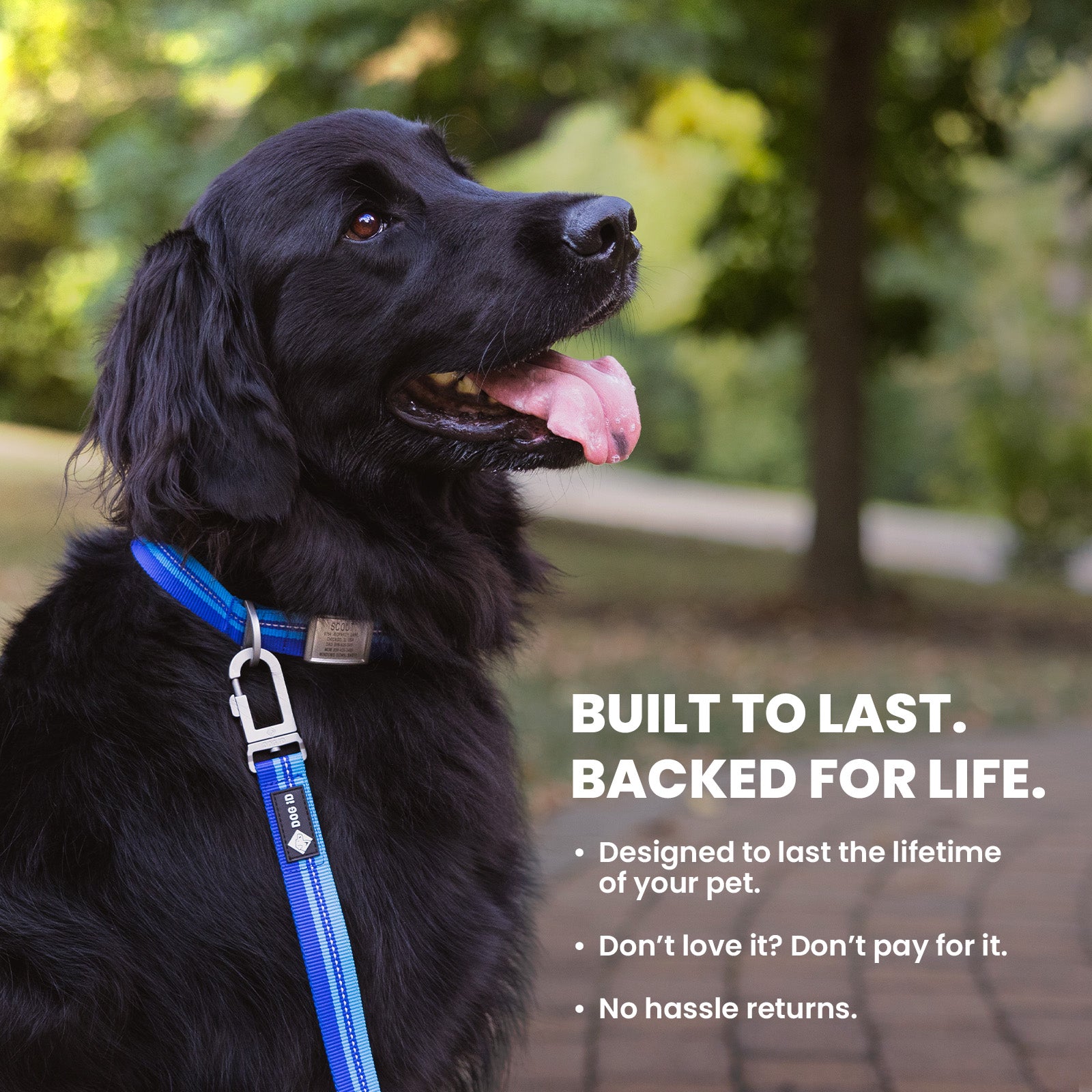 Collar + ID + Leash ID