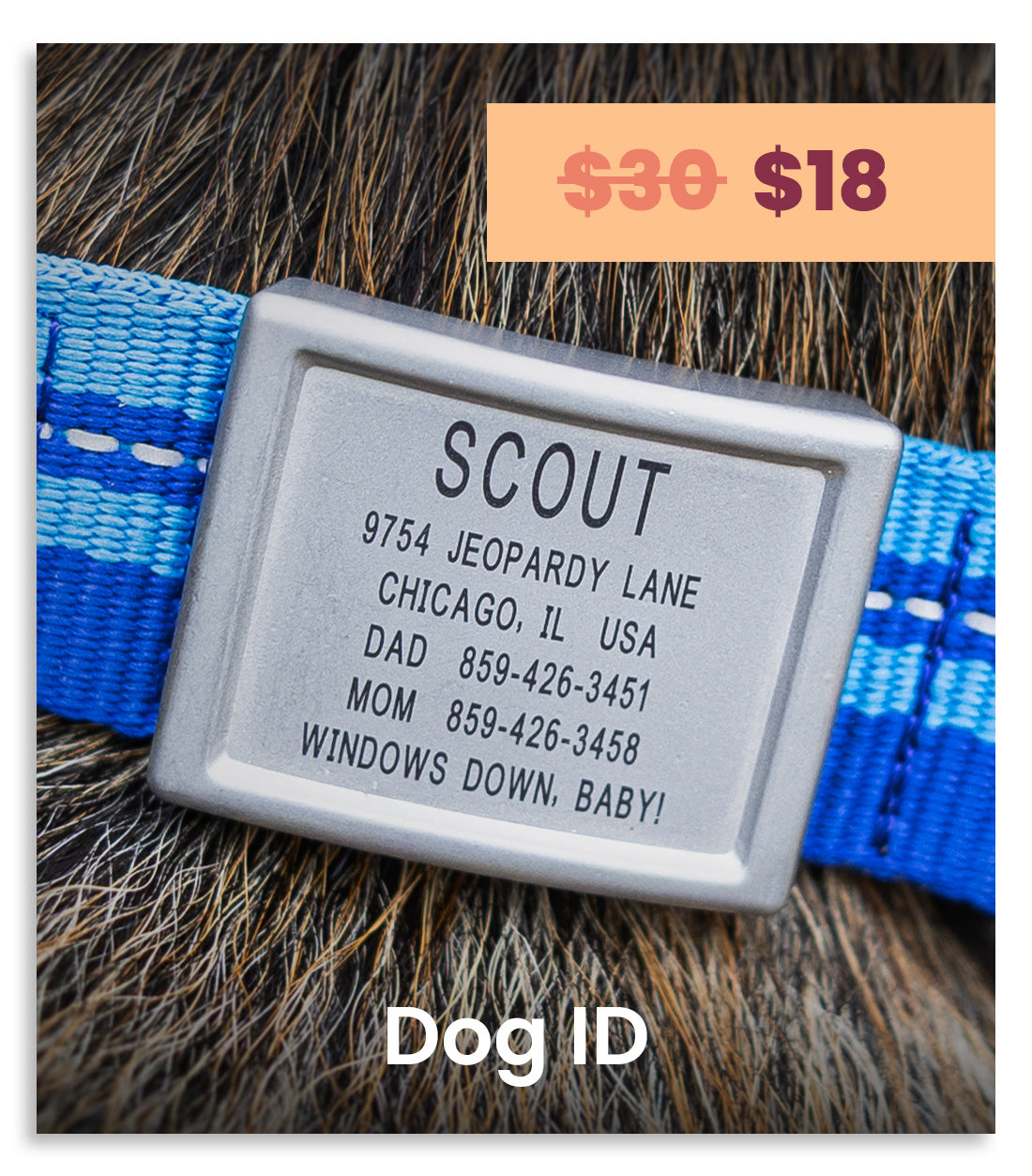 A close-up of a custom engraved dog ID tag attached to a blue and white striped pet collar, resting on a dog's dark brown fur. The tag has a silver metal finish with black text, and the collar is shown on the animal's neck.