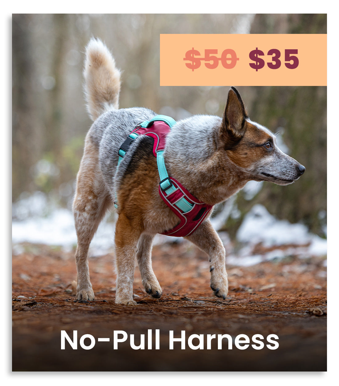 A dog wearing a teal and magenta no-pull harness on an outdoor trail, with text overlays showing a price drop from $50 to $35 and 'No-Pull Harness' at the bottom.