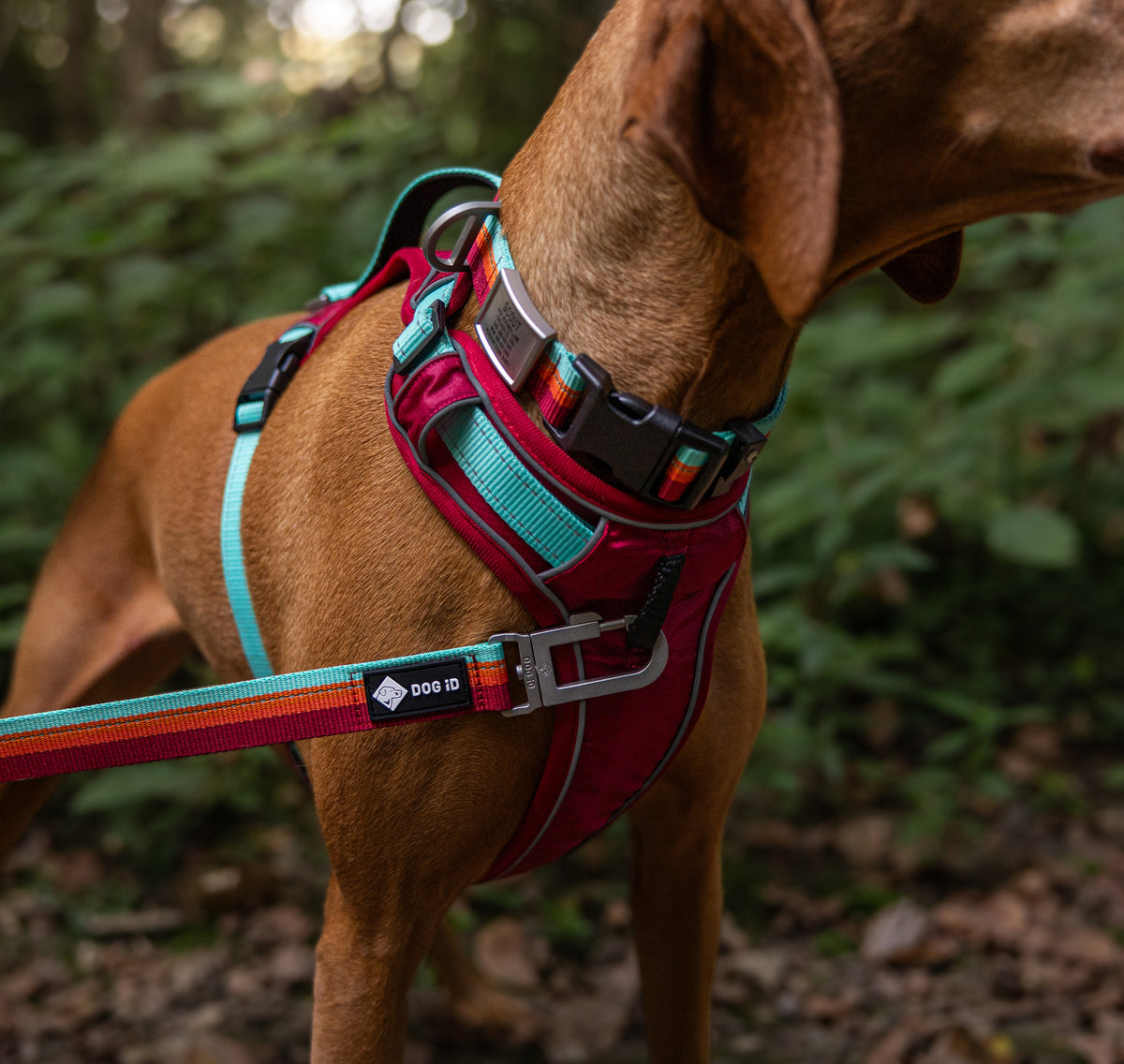 A close-up of a brown dog outdoors wearing a red and turquoise harness with a matching leash. The dog is shown in a natural forest setting with blurred green foliage in the background.