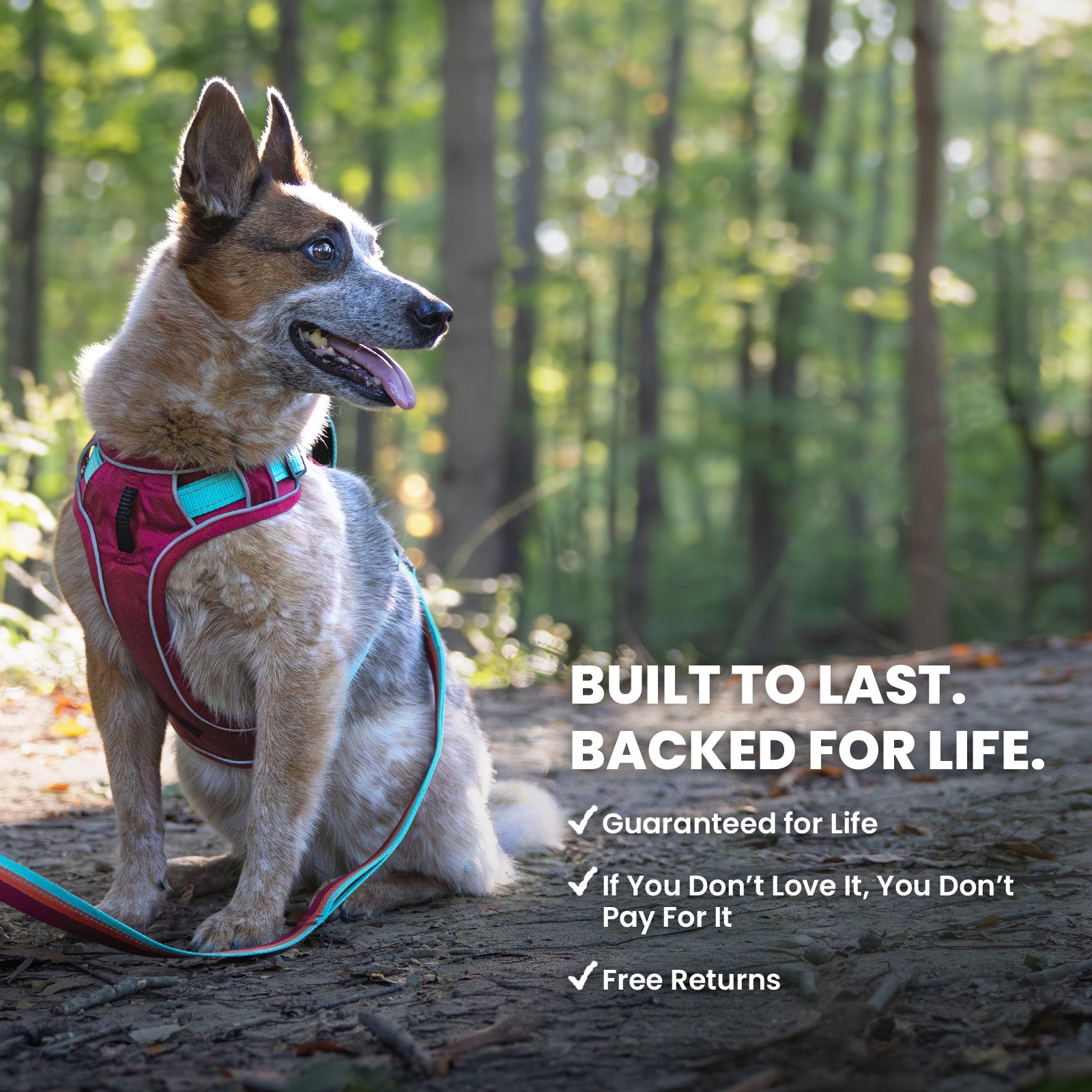 Harness + ID + Leash ID