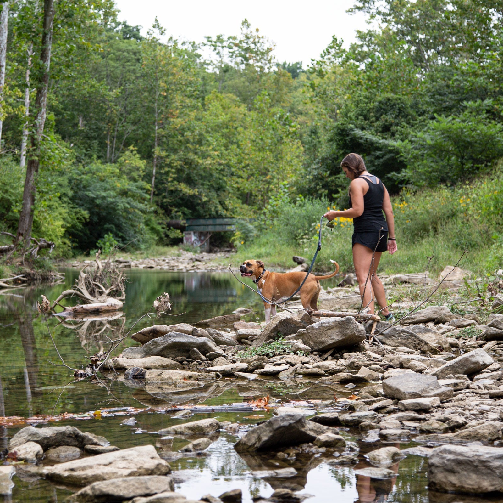 Rock Solid Collar Accessory Collar