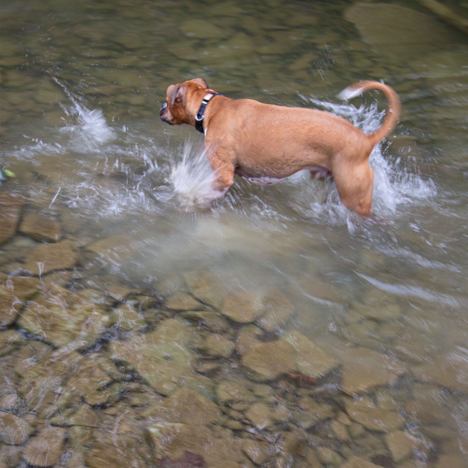Rock Solid Collar Accessory Collar