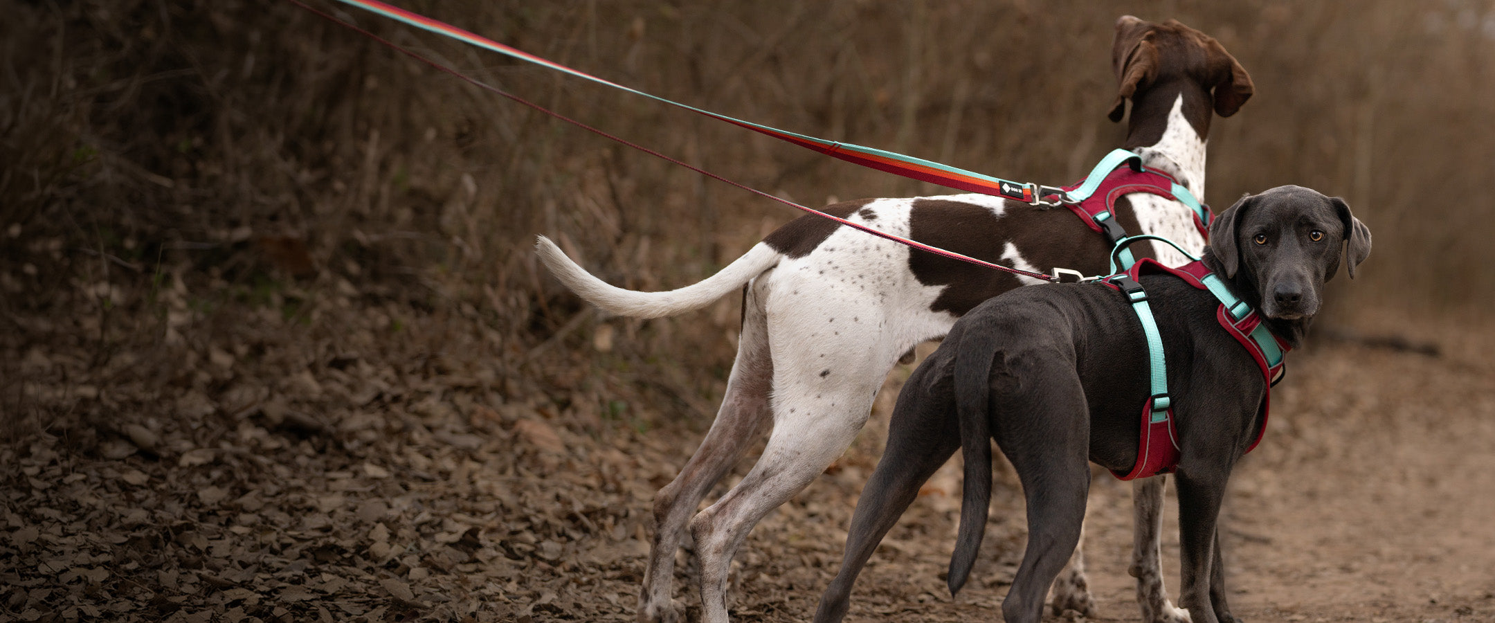 Two dogs wearing No-Pull Harness bundles walking on a dirt path with a blurred natural background