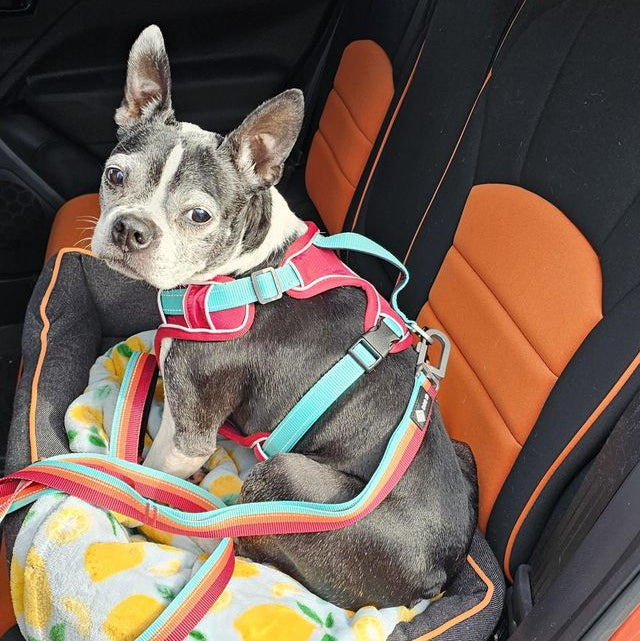 Crystal L.'s dog wearing DOG iD no-pull harness — verified customer photo review