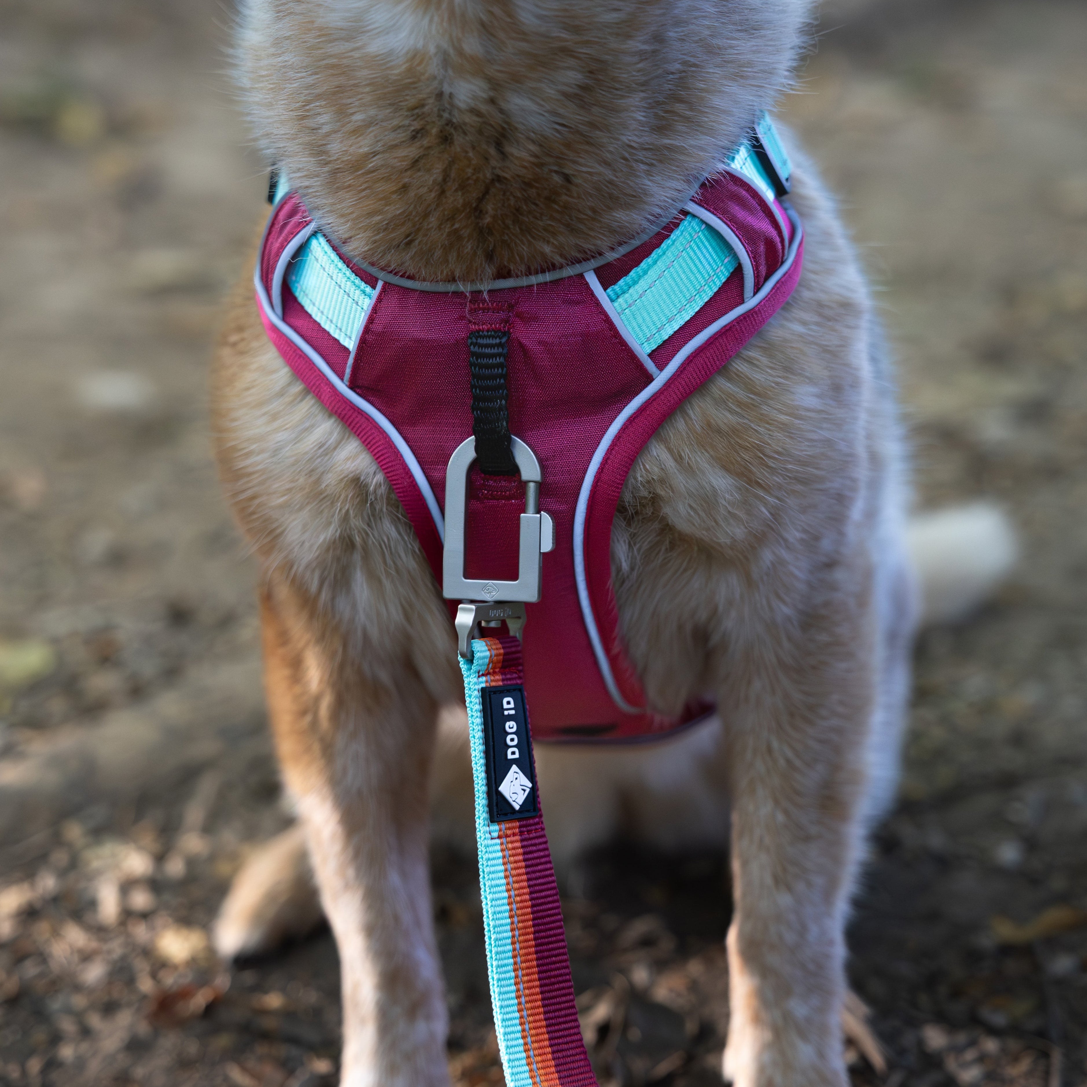 Dog wearing DOG iD no-pull harness on a walk — easy on, easy off Y-shaped harness design