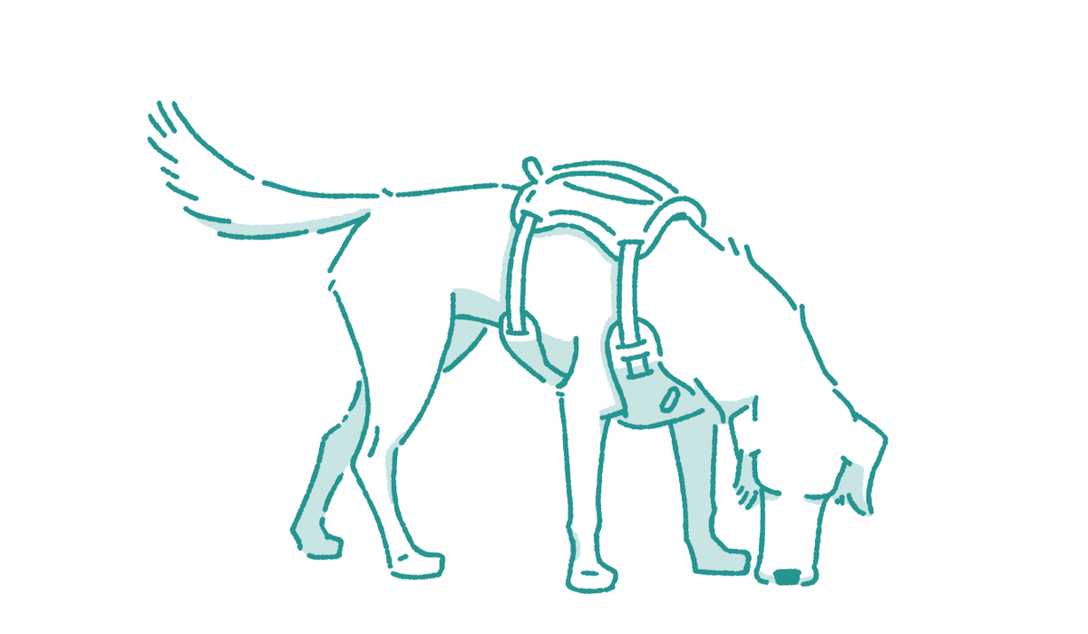 Animated GIF showing DOG iD no-pull harness being fitted on a dog — front-clip redirect for strong pullers - drawn by Marty Englert