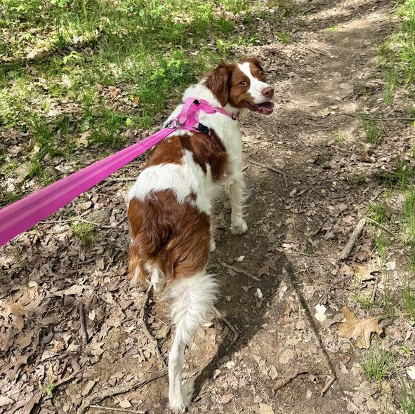 June's dog wearing DOG iD pink no-pull harness — verified customer photo, two-dog household