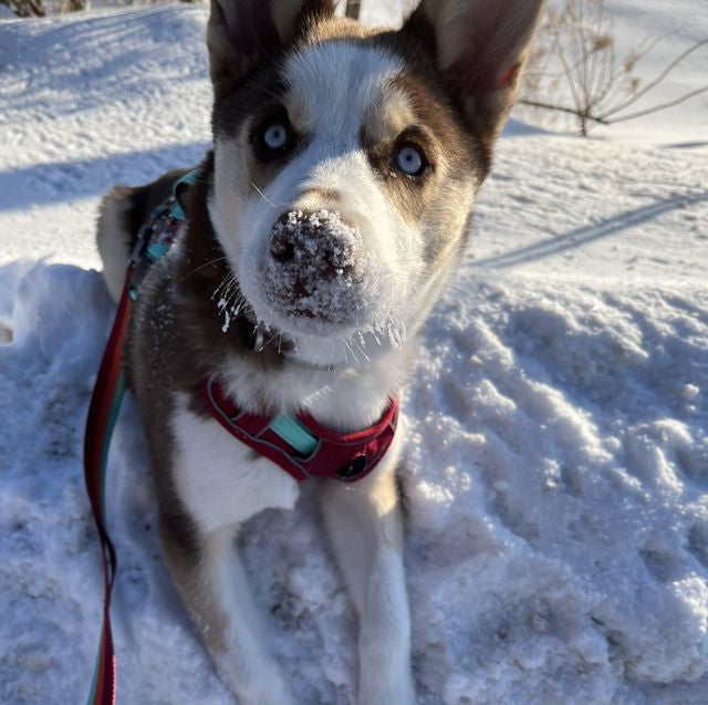 Roxanne B.'s dog wearing DOG iD no-pull harness — verified customer review photo