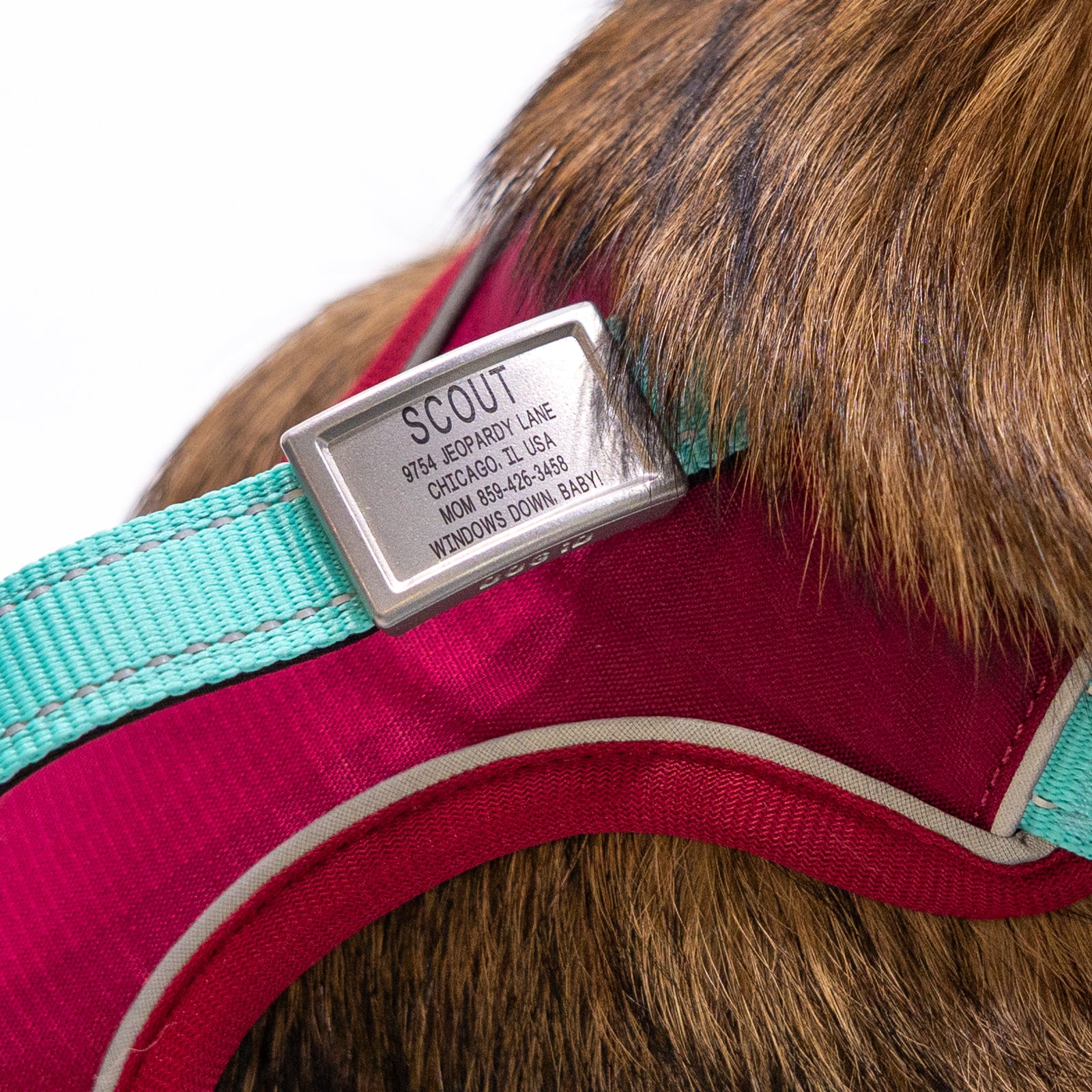 Dog collar with a name tag labeled 'SCOUT' on a white background