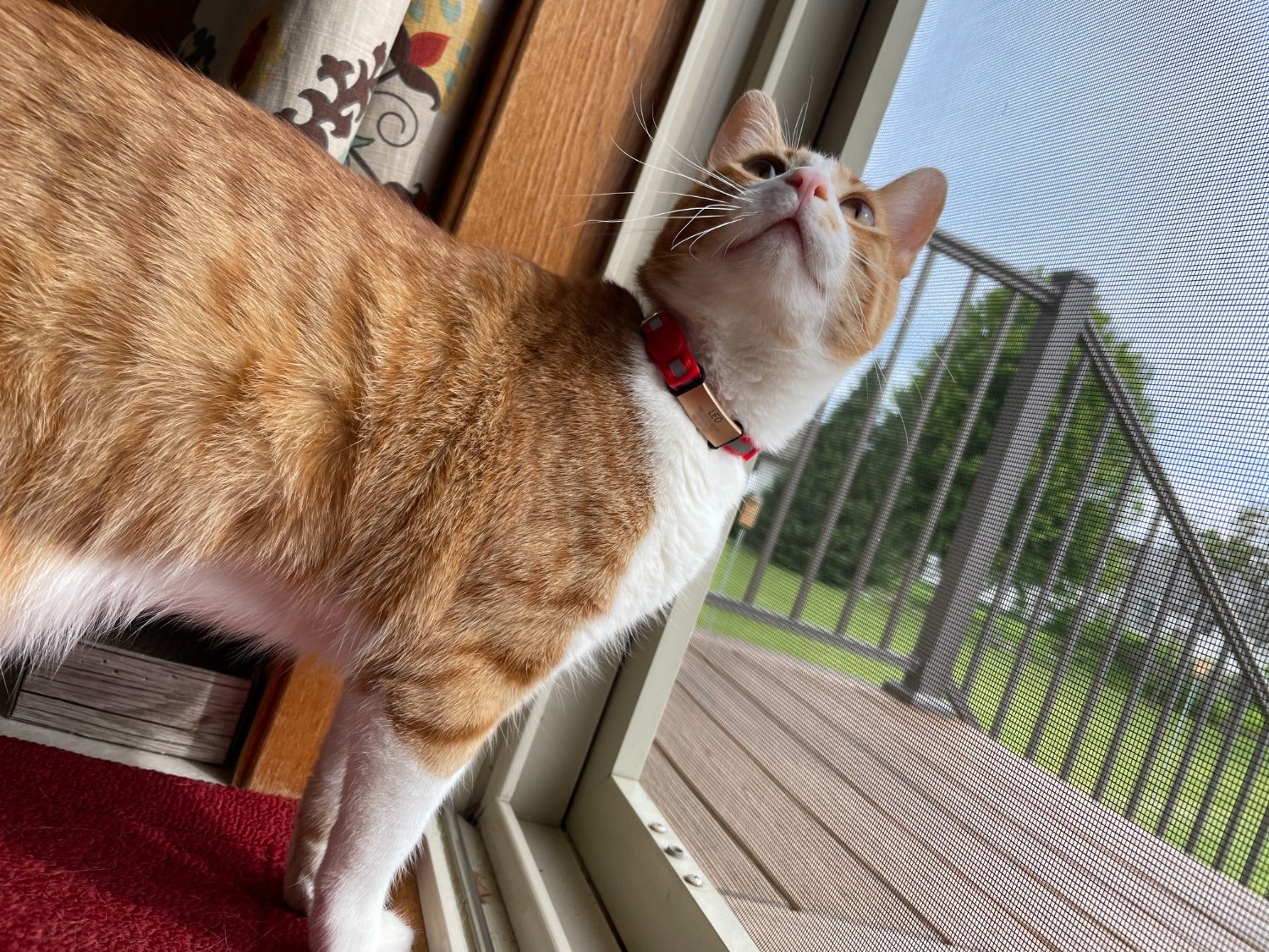 Cat ID 1 ID