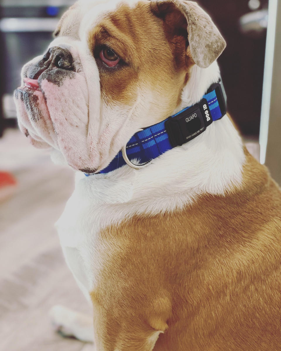 Pink floyd store dog collar