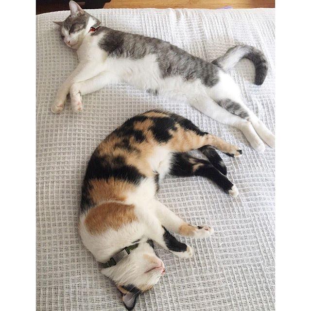Cat ID 1 ID