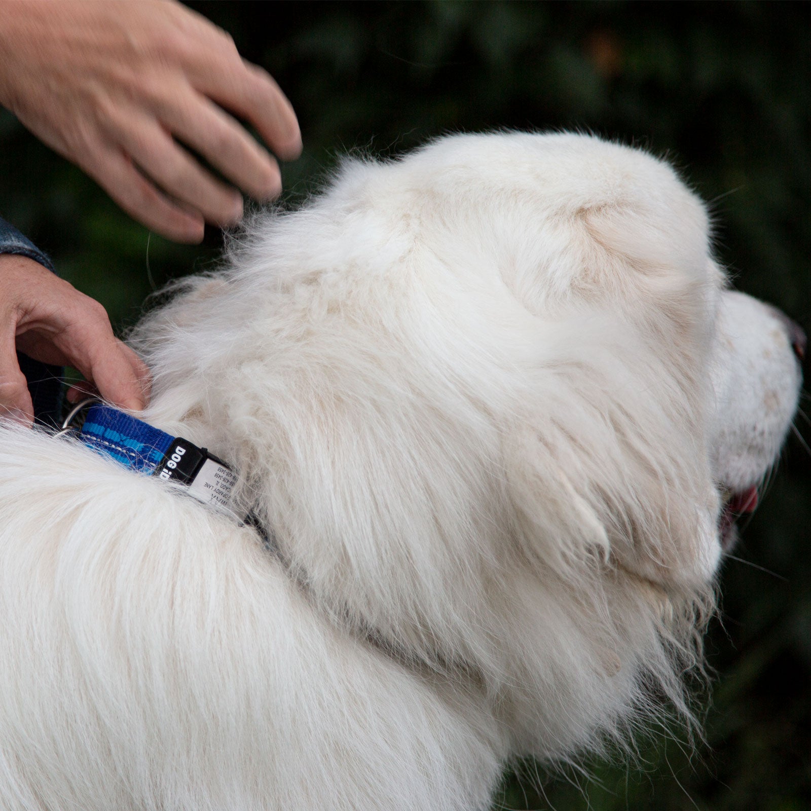 Rock Solid Collar ID ID   