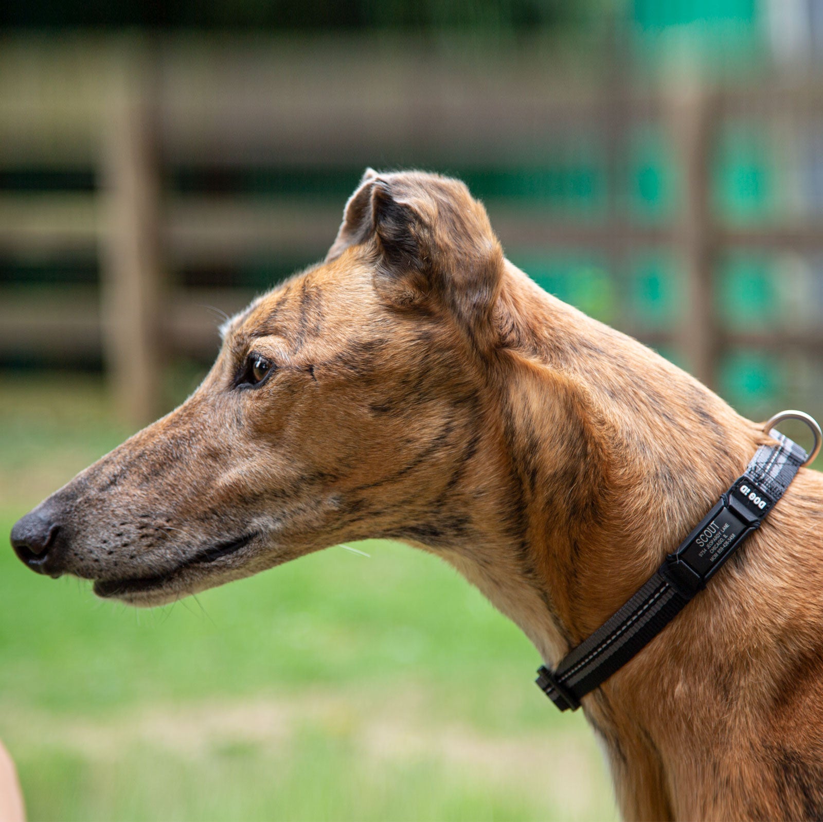 Rock Solid Collar ID ID   