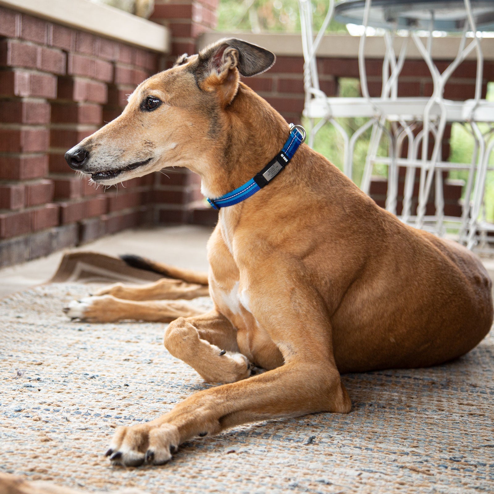 Rock Solid Collar ID ID   