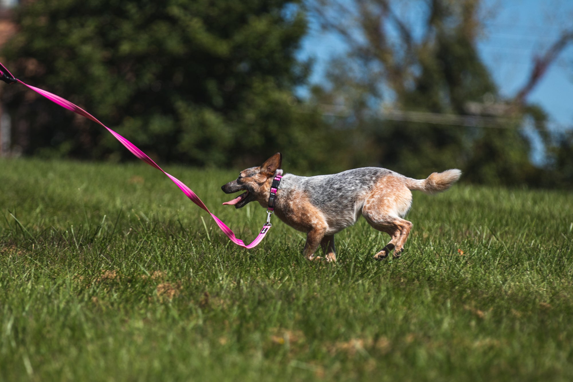 Legendary Leash Leash