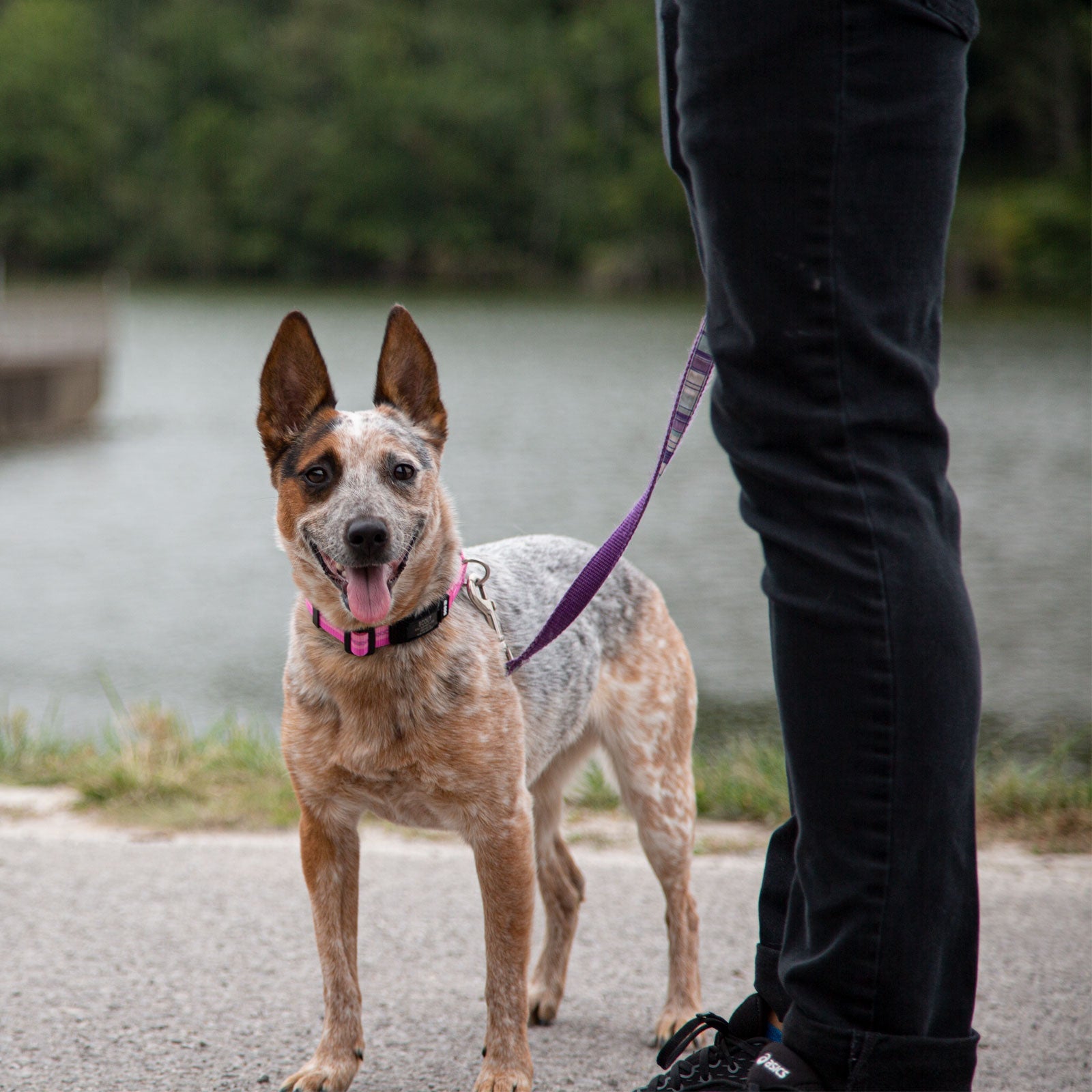 Rock Solid Collar ID ID   