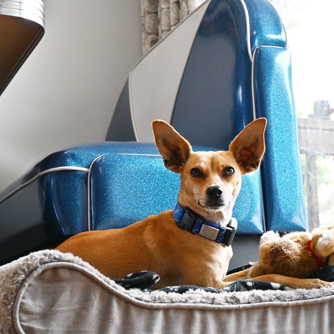 Dog ID 1 ID