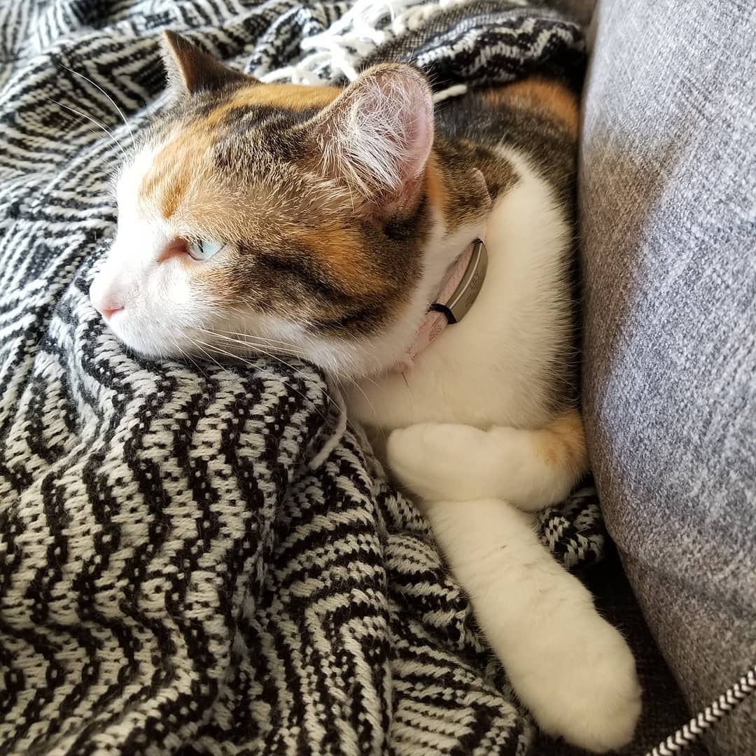 Cat ID 1 ID