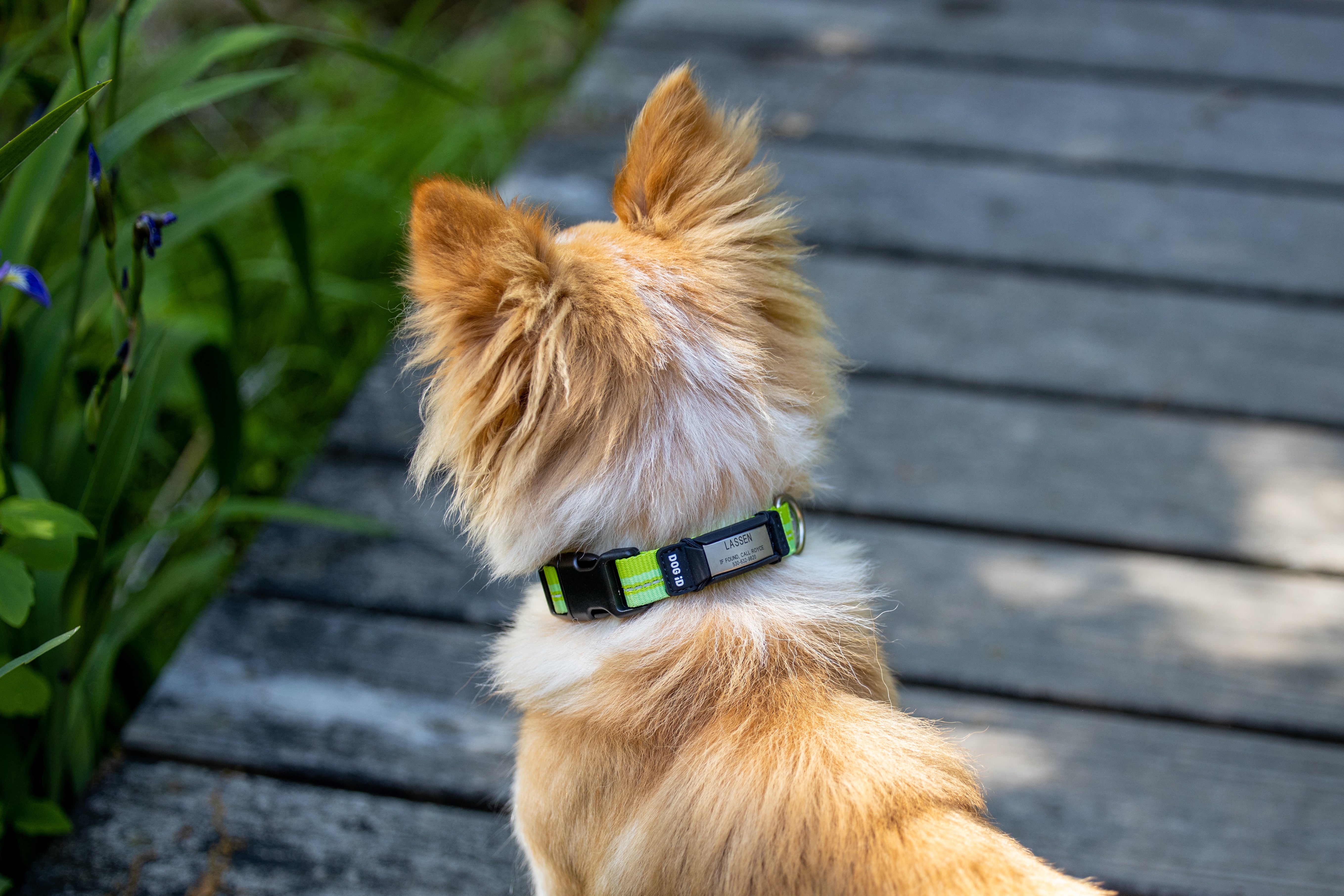 Rock Solid Collar ID 1 ID