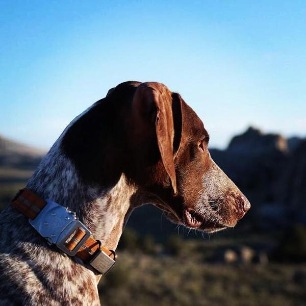 Dog ID 1 ID