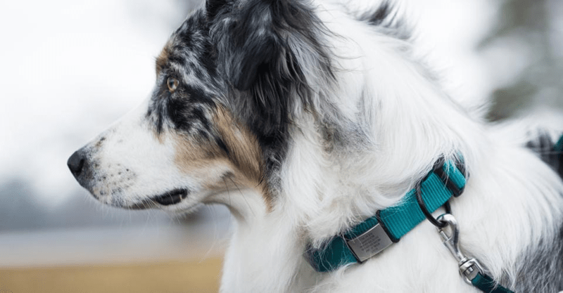 Dog ID 1 ID