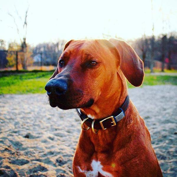 Dog ID 1 ID