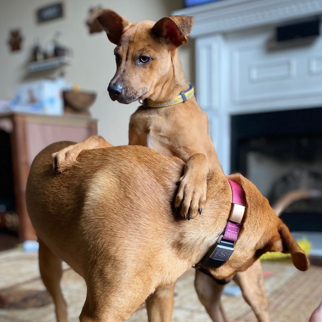 Dog ID 1 ID