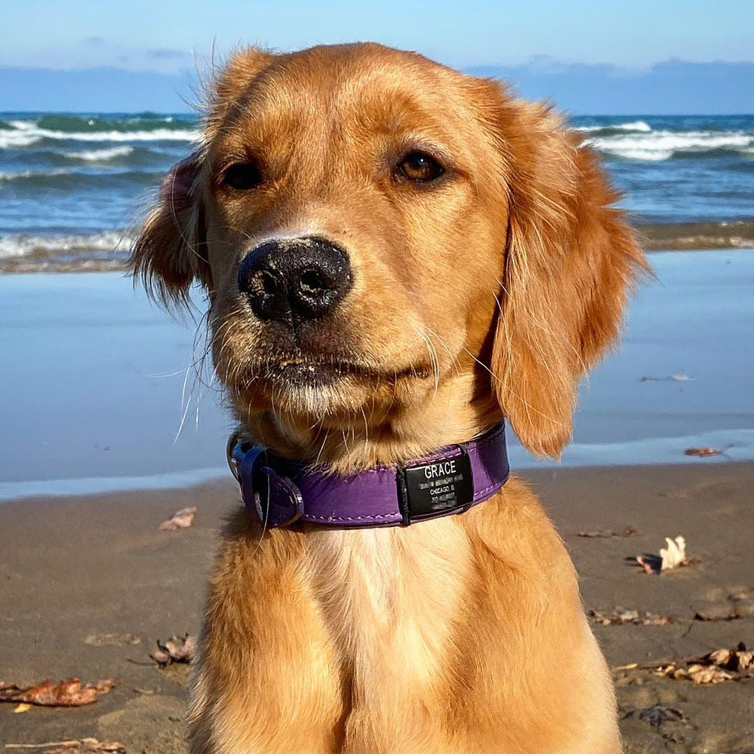 Dog ID 1 ID