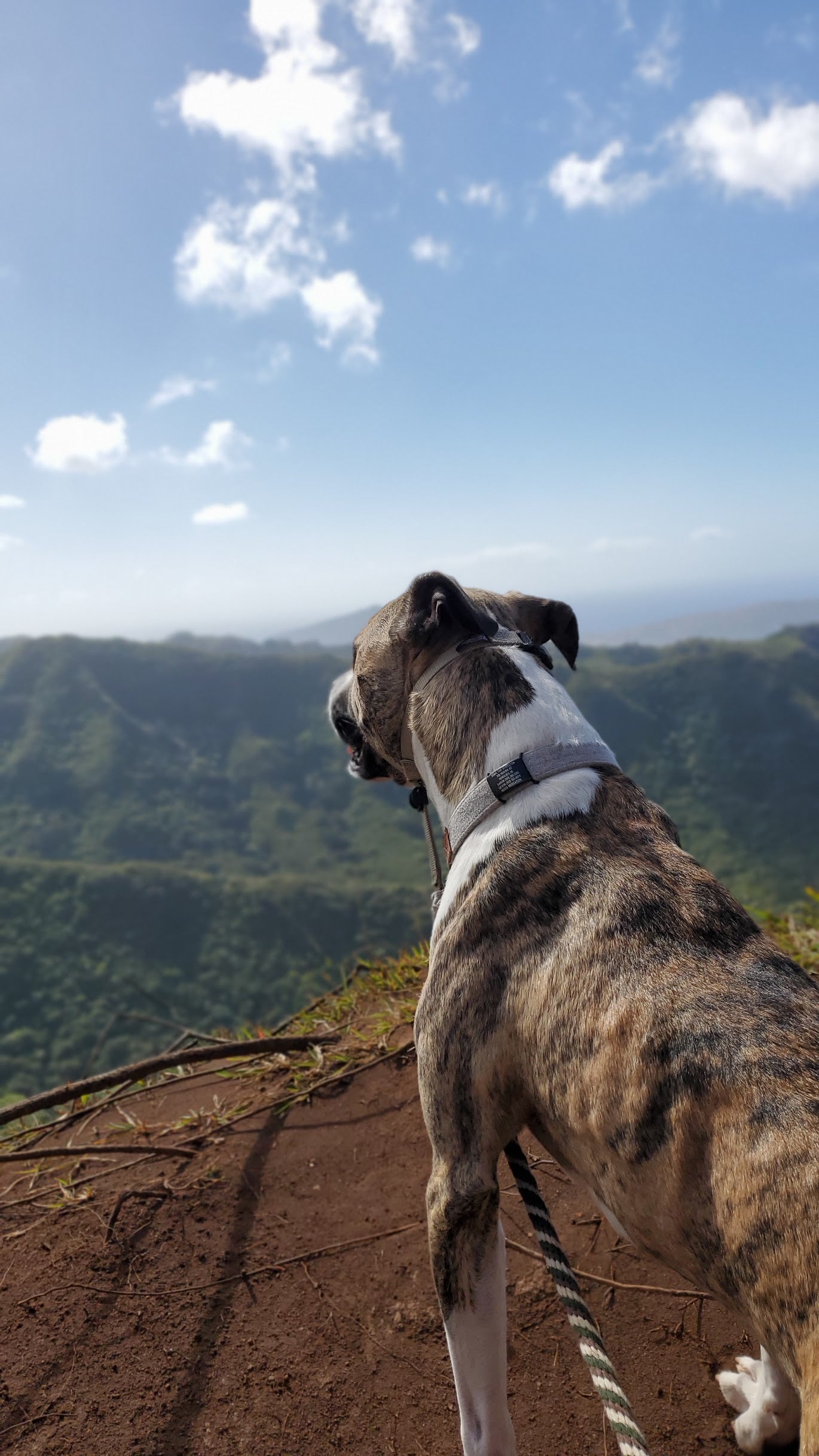 Dog ID 1 ID