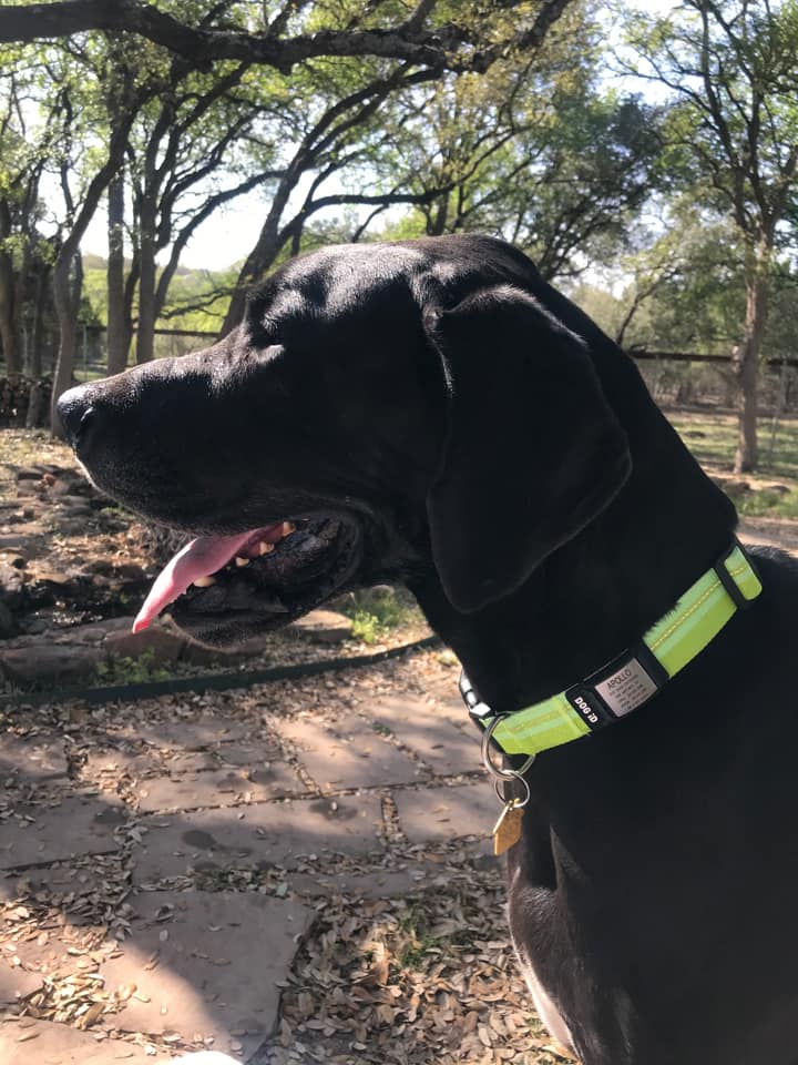 Rock Solid Collar ID 1 ID