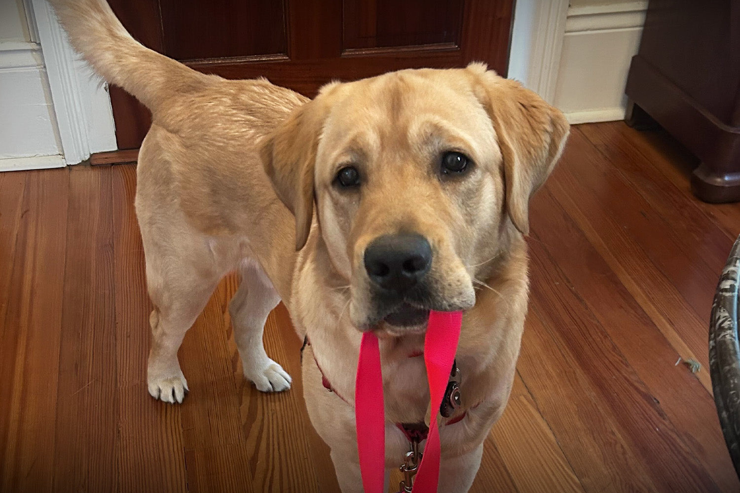 Superhero Litter Update: Big milestones and fun adventures!