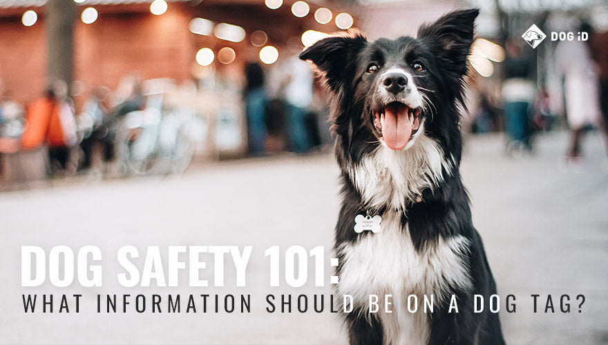 Dog Safety 101: What Information Should Be on a Dog Tag?