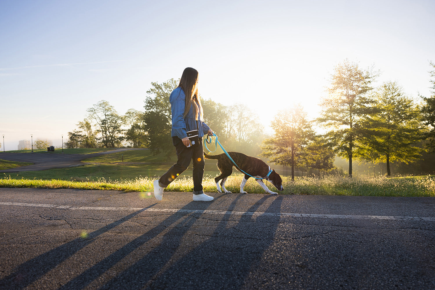 Dog Leash Training Tips