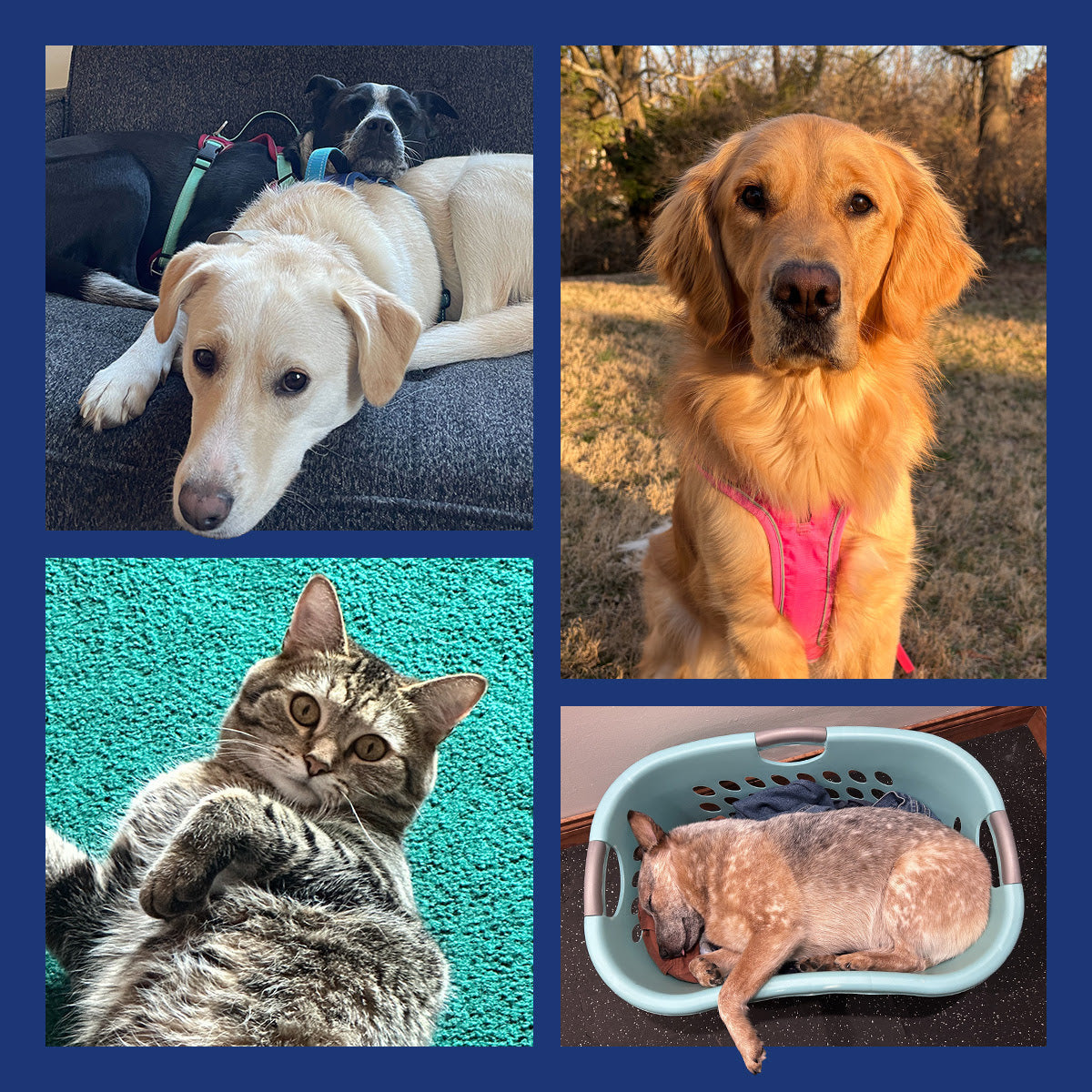 DOG iD Staff Pets