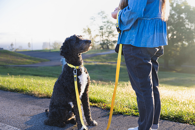 Best Gear for Dog Training