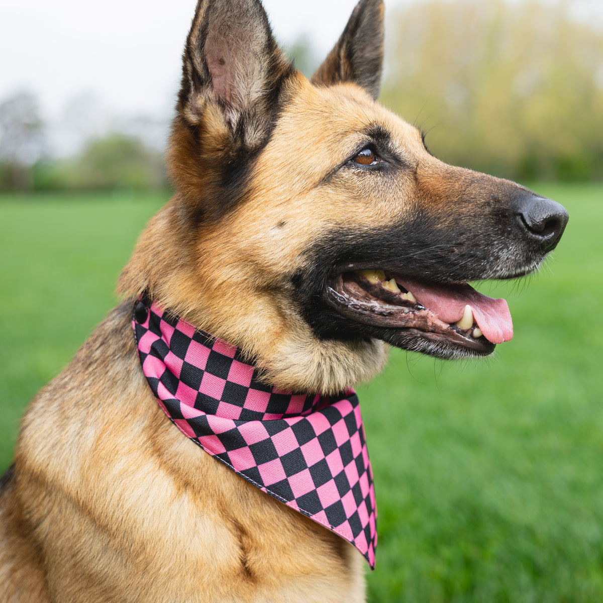 A German Shepherd dog in profile wearing a pink and black checkered bandana on a green grassy field.