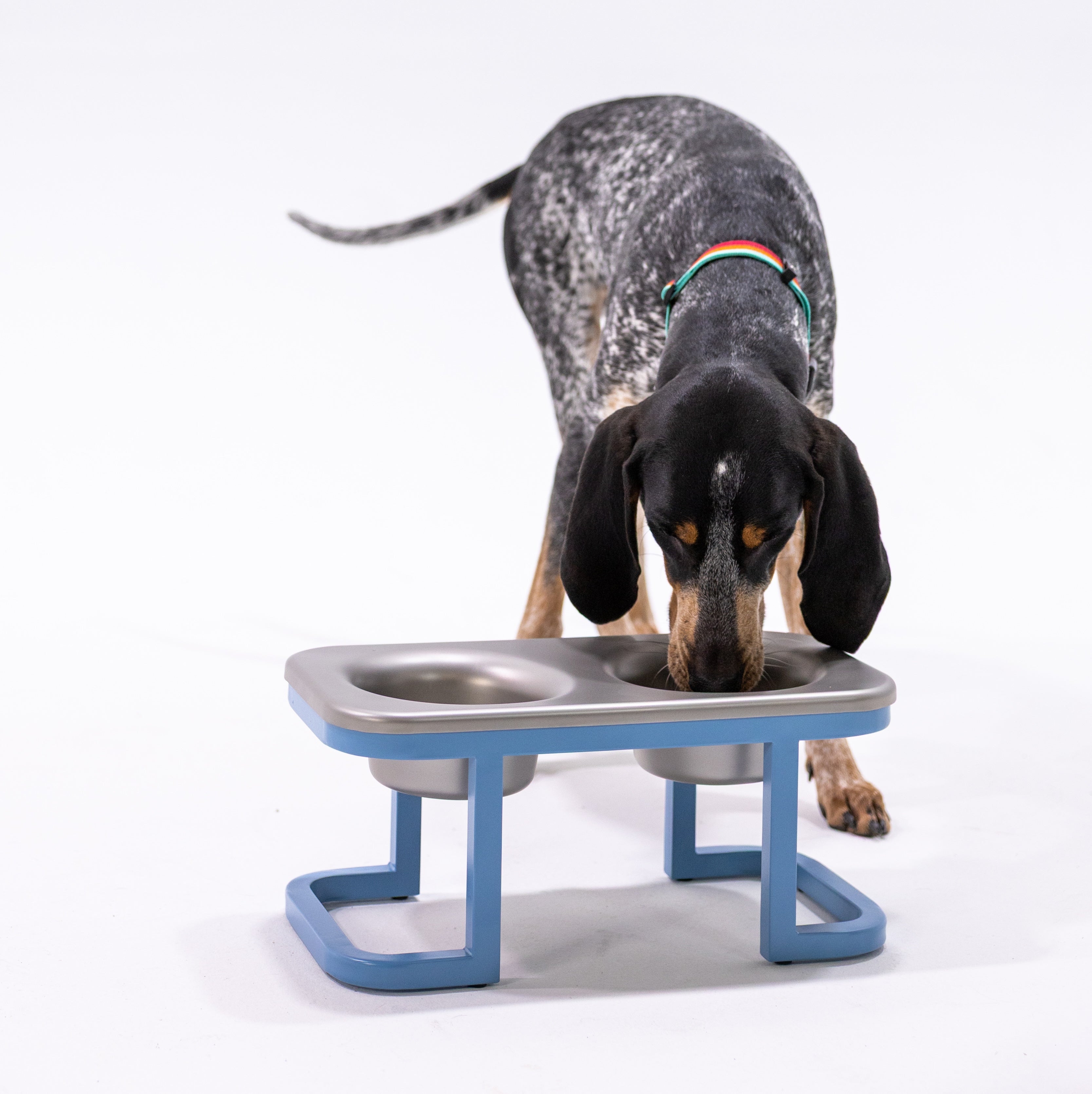 Dog drinking from a raised metal Better bowl on a white background