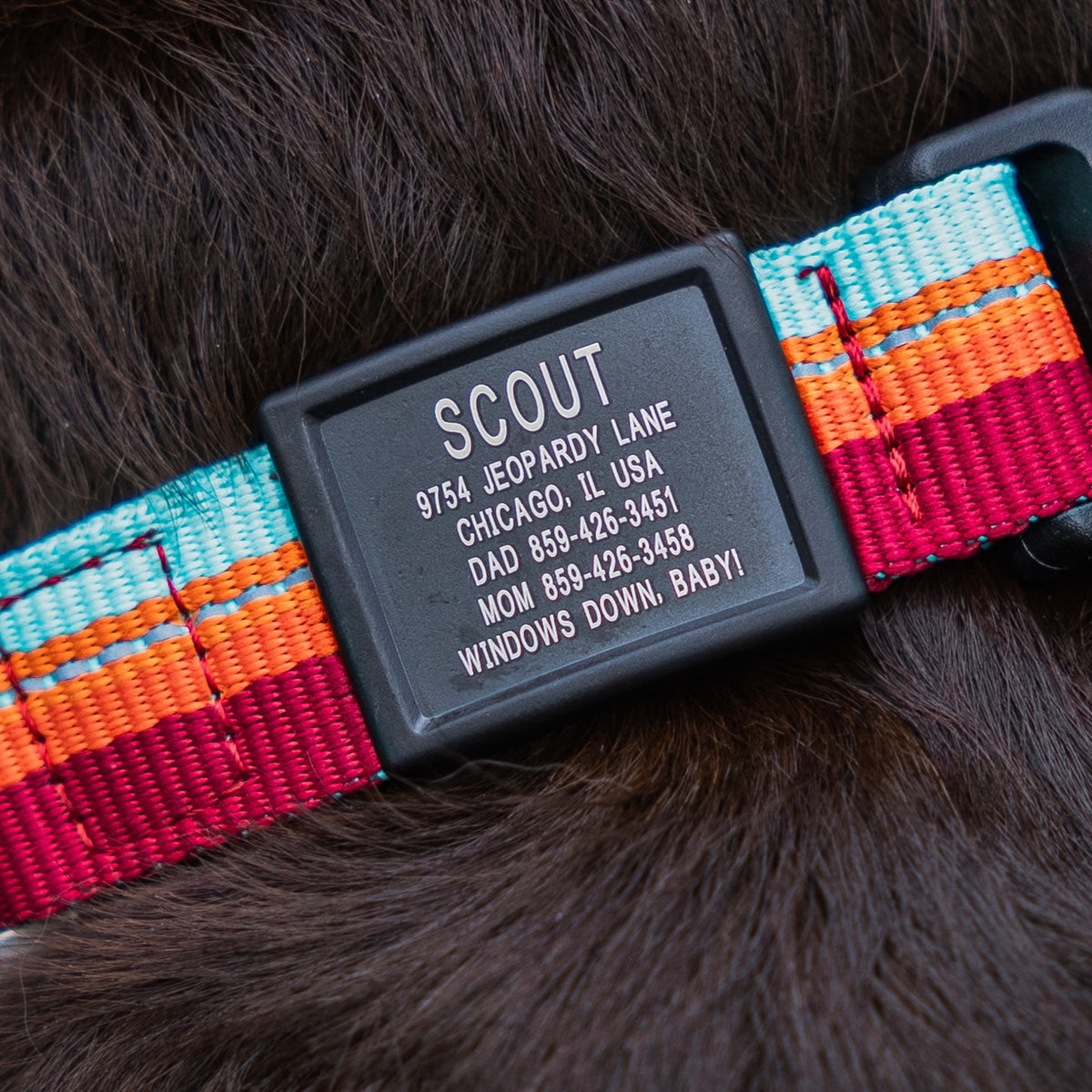 A close-up of a dog collar with a colorful striped webbing strap and a black plastic ID tag engraved with a dog's name, address, and phone number, shown on dark brown dog fur.