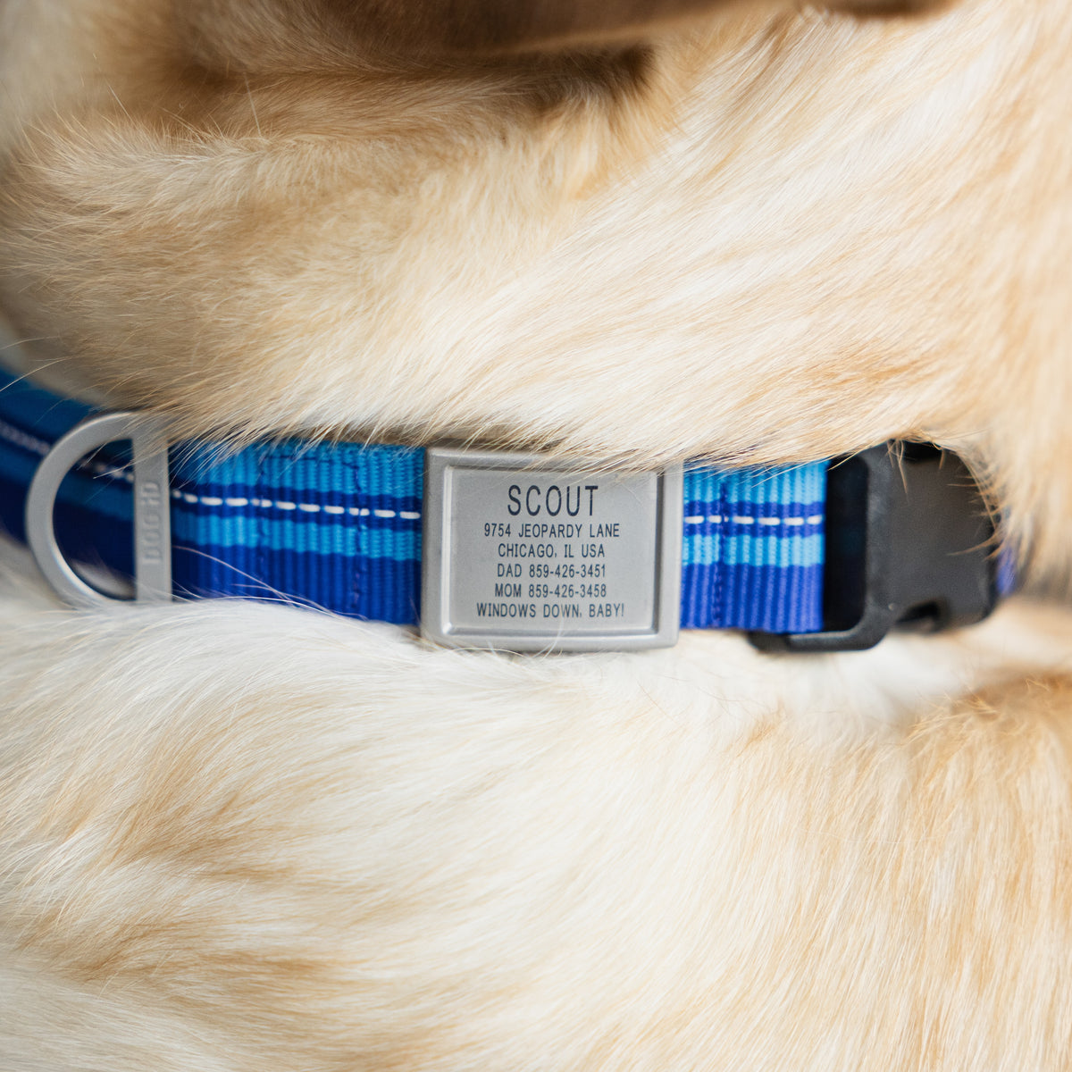 A close-up of a blue and white striped dog collar with a silver metal nameplate engraved with the name 'SCOUT' and address details, worn by a golden retriever.
