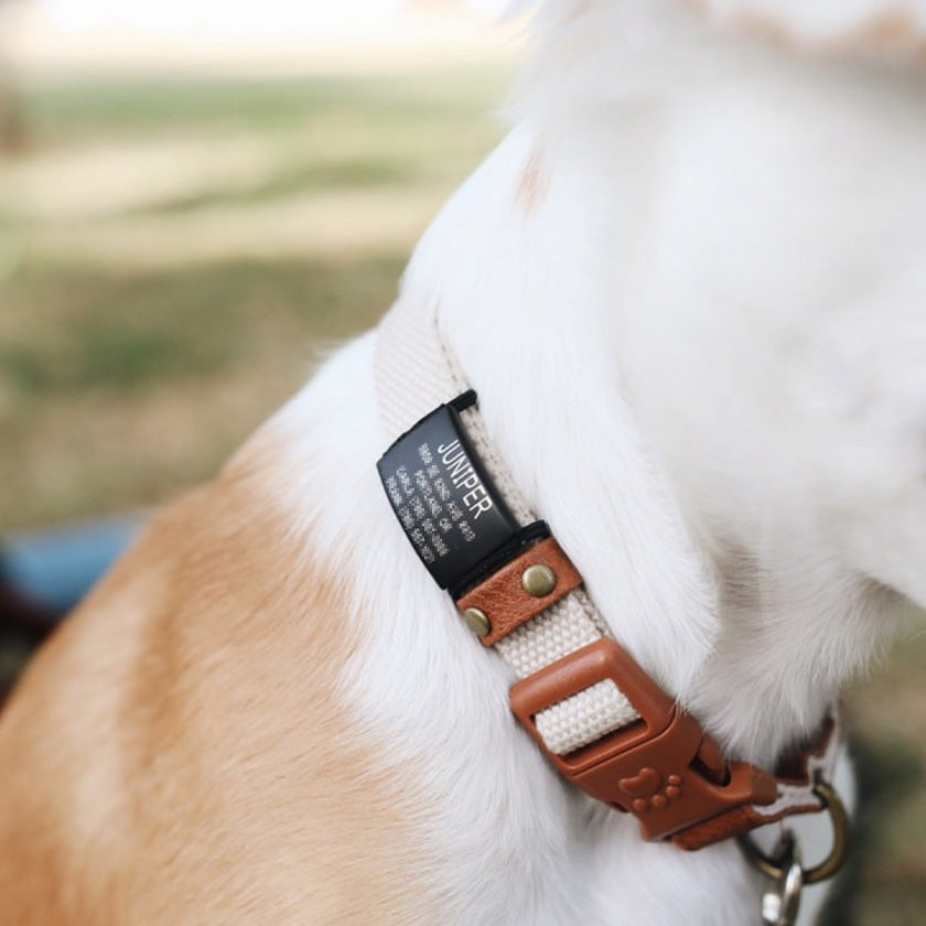 Slide on dog tags for store leather collars