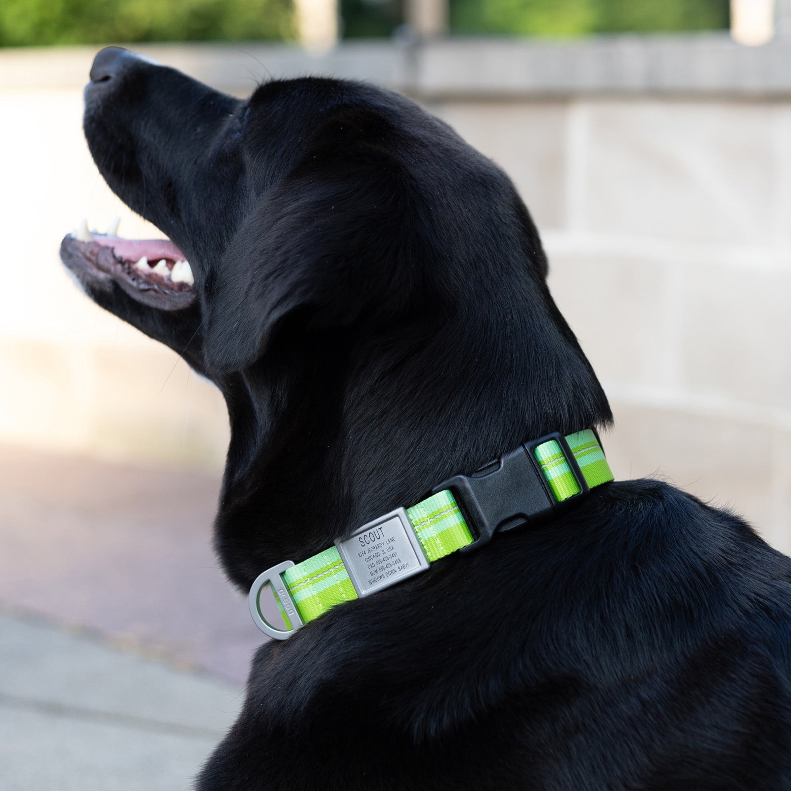 Dog ID Collar 2 ID   