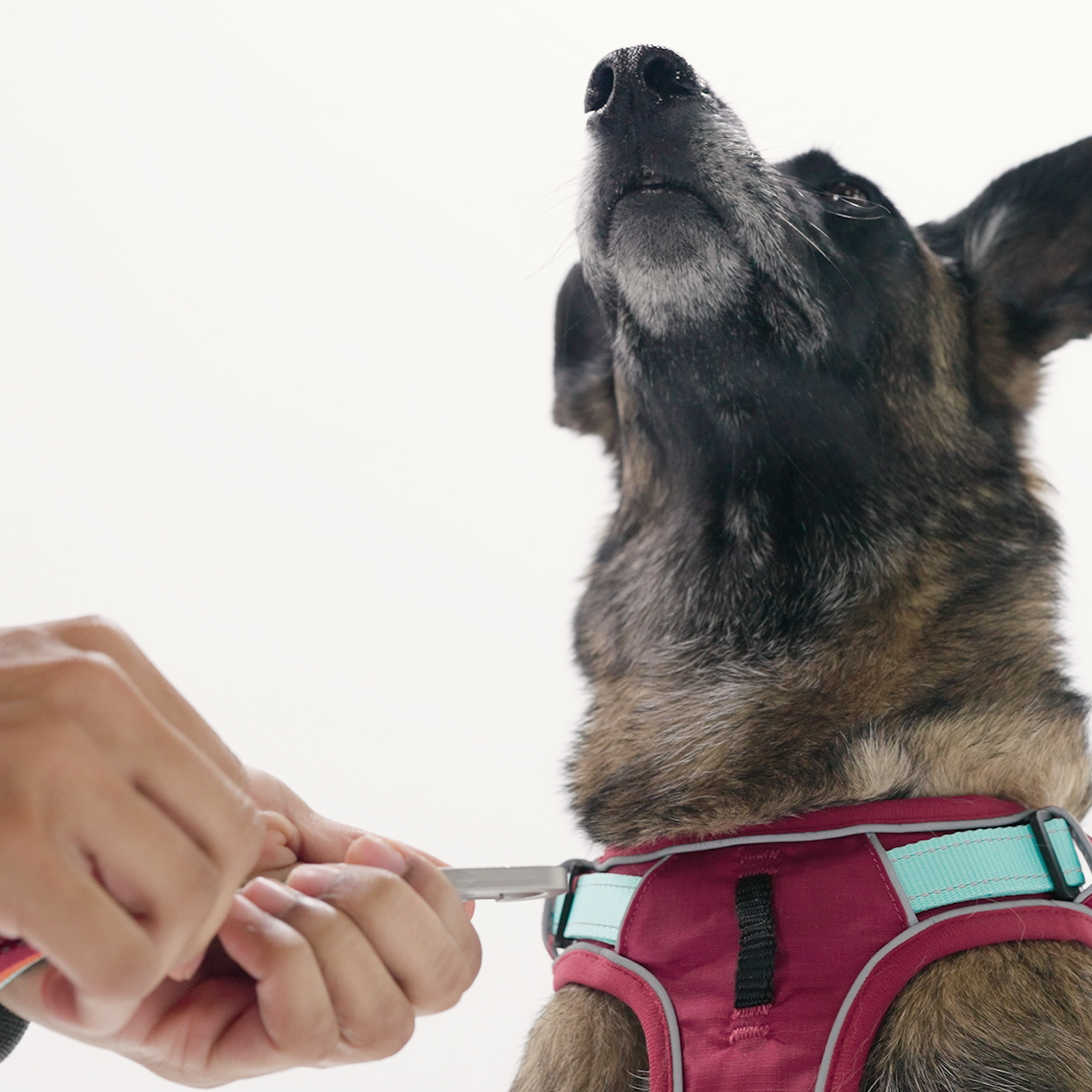 The No-Pull Harness is equipped with multi-point connections. Attach your leash to the rear D-ring or front loop for flexible control.