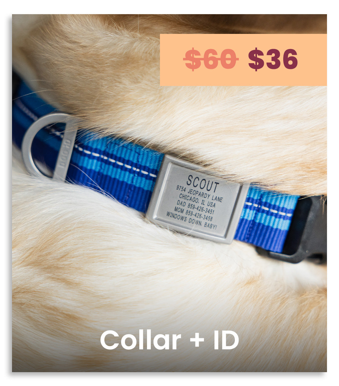 A close-up of a blue and white striped dog collar with a silver metal ID tag engraved with the name 'SCOUT' and address details, worn on a cream-colored dog. An orange price overlay at the top right shows '$60 $36' and white text at the bottom reads 'Collar + ID'.